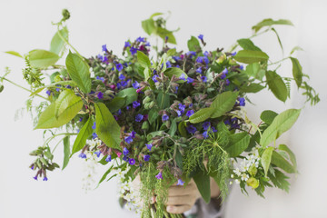 Wild forest meadow bouquet of cherry, lungwort, wild herbs in children's hands on white background