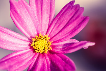 Fototapeta premium Pink wild flower “Wild Cosmos” (Cosmos bipinnatus), covered by water droplets after rain, blooming during Spring and Summer closeup macro photo with background out of focus.