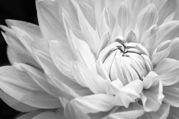 Foto op Plexiglas Details of blooming white dahlia fresh flower macro photography. Black and white photo emphasizing texture, contrast and intricate floral patterns. © fewerton