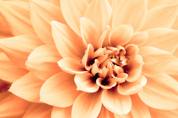 Light orange yellow dahlia flower macro photo. Picture in color emphasizing the light orange colours and brown shadows in a intricate geometric pattern.