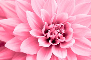 Light pink dahlia flower macro photo. Picture in color emphasizing the light pink colours and reddish shadows in a intricate geometric pattern. Concept for Mother's Day, Valentine's Day, wedding, love