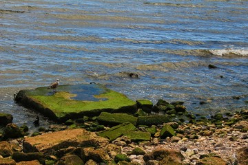 Seagull perched on a stone with algae