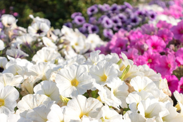 Obraz premium flowers in honor of the virgin of the variety Primula vulgaris