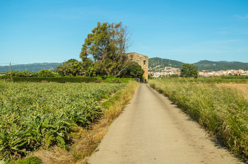 Fototapeta na wymiar Artichokes in the agricultural Park of El Prat de Llobregat