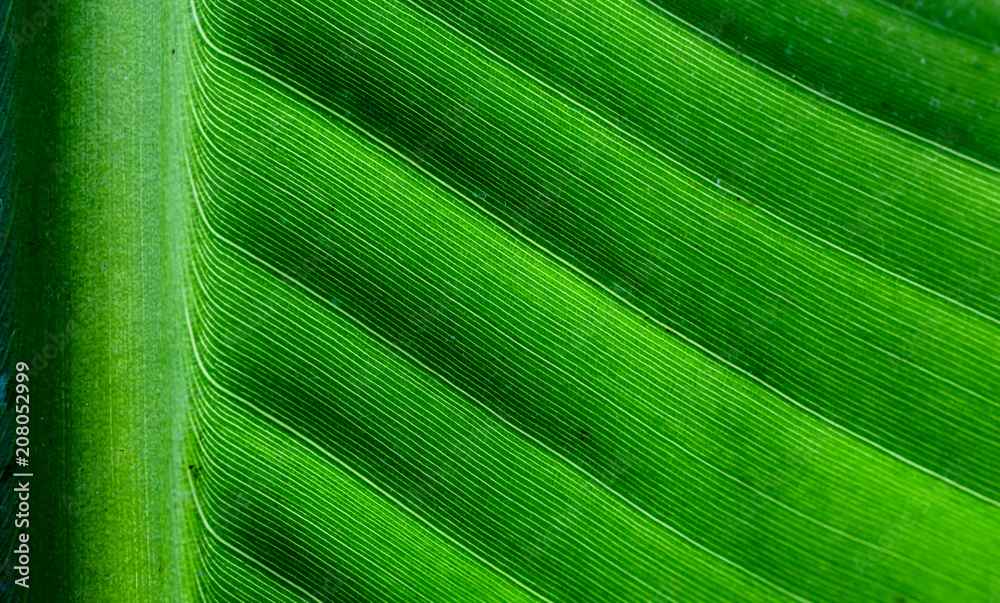 Wall mural backlit close up details of fresh banana leaf structure with midrib perpendicular to the frame and v