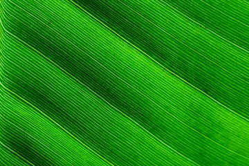 Backlit macro close up details of fresh banana leaf wavy structure with visible leaf veins and grooves as a natural texture green background.