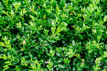 Fototapeta na wymiar Green bright bush in sunny weather, grass texture.