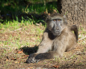 A big male baboon relaxes on the grass