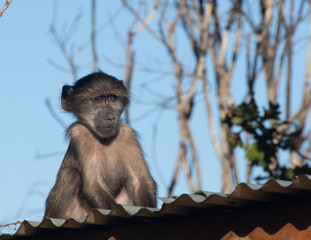 A mischievous young baboon looks around from its perch on top of a hut