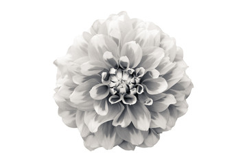 Details of dahlia flower macro photography. Black and white photo emphasizing texture, high...