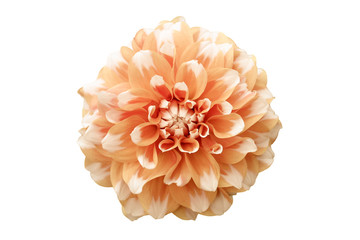 Light orange yellow dahlia flower macro photo. Picture in color emphasizing the light orange colours and brown shadows in an intricate geometric pattern. Flower isolated on a seamless white background