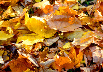 two dry leaves lying on the dry leaves