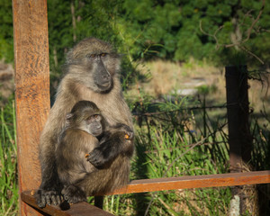 Naklejka na ściany i meble A mother baboon cradles her cute baby protectively in South Africa