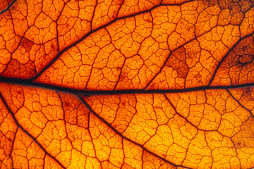 Brown, red and orange leaf rugged surface structure extreme macro closeup photo with midrib parallel to the frame and visible leaf veins and grooves as a natural texture biology background.