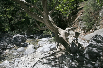 The small mountain river with stony riversides, the big dried tree and the big white stones in the...