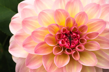 Pink, yellow and white fresh dahlia flower macro photo. Picture in color emphasizing the light different colours and yellow white highlights.