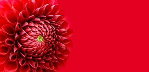 Red dahlia flower details macro photography border frame. Photo in color emphasizing bright red colours and texture of this dahlia flower isolated against a seamless intense red background.