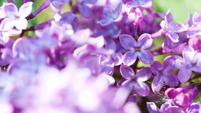 Close-up oof blossoming lilac .