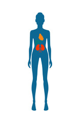Female Body and Kidney Heart Vector Illustration