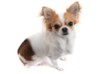 small chihuahua isolated