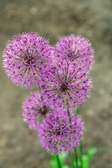 Flowers of decorative onion in sunny day .