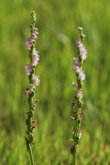 Spiranthes sinensis (Lady's tresses)