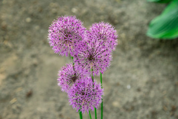 Flowers of decorative onion in sunny day .