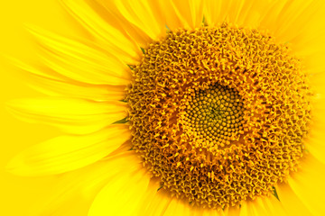 Sunflower close-up details of the sunflower disk and the ray with tiny disk flowers against yellow background macro photo. Concept for summer, sun, sunshine and hot days.