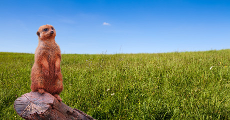 A curious meerkat or suricate (Suricata suricatta) looking towards the horizon, standing on a tree...