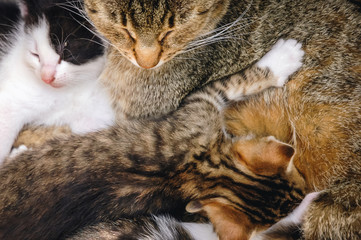 Close up on a mother cat with kittens