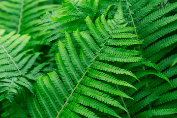 Green plant on a sunny day, bright colors, green texture and background.