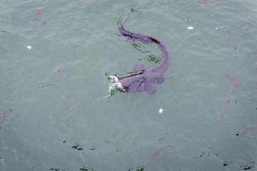 Catfish in canal near nuclear power plant in Chernobyl Exclusion Zone, Ukraine