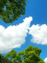 Obraz premium 公園の木々と空