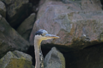 Grau-Reiher Porträt