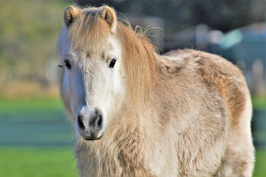 Shaggy Miniture Horse