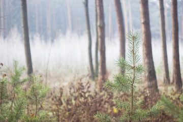 branch in the morning dew
