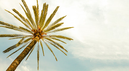Palm Tree against sunny clear sky panoramic background. Photo yellow color toned for retro vintage summer look. Minimal image concept for summer vacation, tropical travel, sun and hot days.