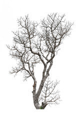 Dead tree isolated on white background.