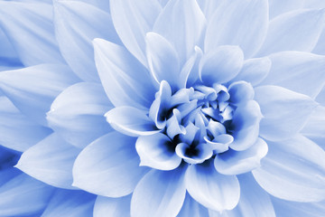 Light blue and white dahlia flower macro photo. Picture in color emphasizing the light pastel blue colours and purple shadows in an intricate geometric pattern. - obrazy, fototapety, plakaty