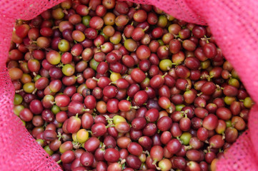  fresh coffee beans for background