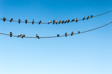 Group of pigeons perching on electric wires with blue sky as background