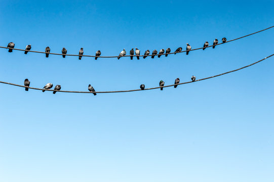 Group of pigeons perching on electric wires with blue sky as background