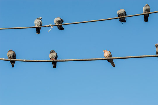 Group of pigeons perching on electric wires with blue sky as background