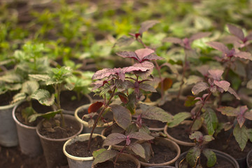 Growing seedlings in peat pots. Plants in sunlight in modern botany greenhouse