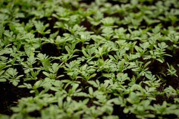 Growing seedlings in peat pots. Plants in sunlight in modern botany greenhouse