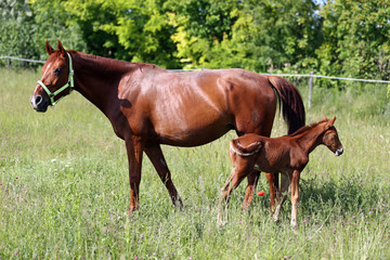 Naklejka na ściany i meble Mother horse and her foal graze on green grass meadow summer time