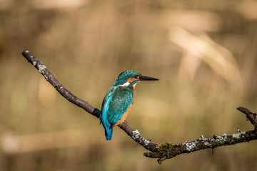 kingfisher
