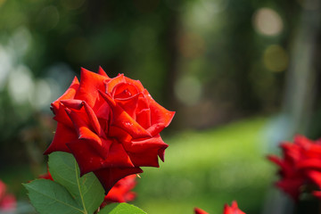 Fototapeta na wymiar Passionate red rose. 情熱の赤い薔薇