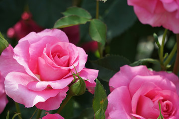 Rose of pink color　ピンク色の花