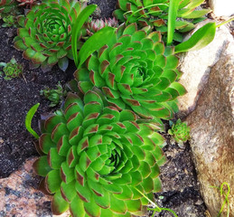 echeveria stone rose photo